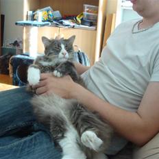 Blanding af racer tyson 