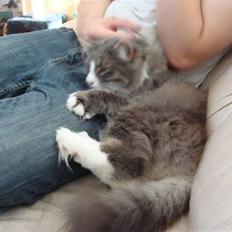 Blanding af racer tyson 