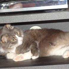 Blanding af racer tyson 