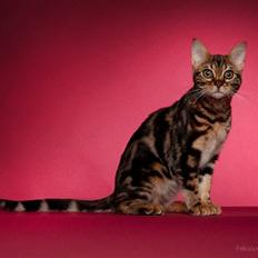 Bengal DK Northern Feline Asuri