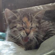 Huskat Kitty <3