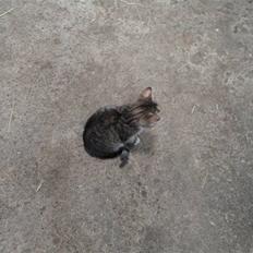 Huskat Kitty <3