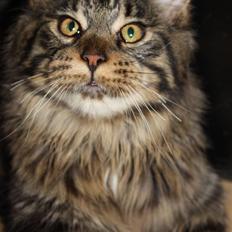 Maine Coon Hans-Christian
