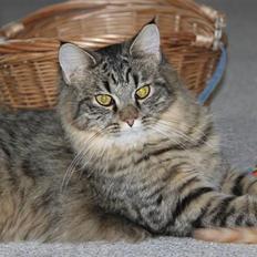 Maine Coon Freja *Flyttet*