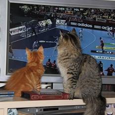 Maine Coon Freja *Flyttet*
