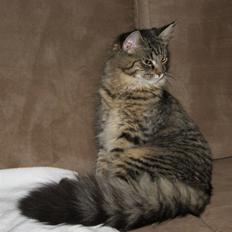 Maine Coon Freja *Flyttet*