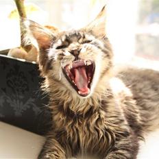 Maine Coon Hans-Christian