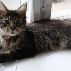 Maine Coon Hans-Christian