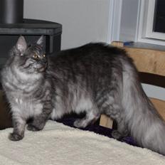 Maine Coon Frida *Flyttet*