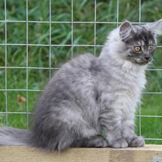 Maine Coon Frida *Flyttet*