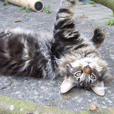 Norsk Skovkat DK Joven´s Bugatti