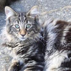 Norsk Skovkat DK Joven´s Bugatti