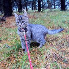 Blanding af racer Sally