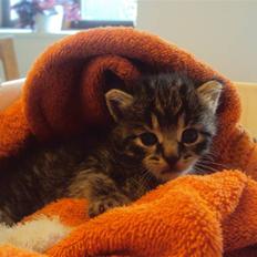 Blanding af racer Sally