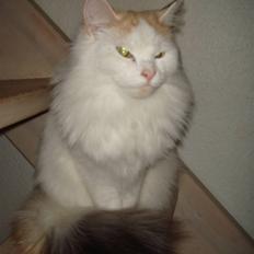 Norsk Skovkat Alberte (stamtavle navn Amarylis)