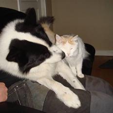 Norsk Skovkat Alberte (stamtavle navn Amarylis)