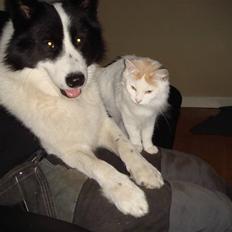 Norsk Skovkat Alberte (stamtavle navn Amarylis)