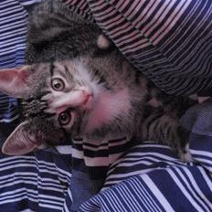 Huskat Charlie