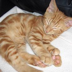 Blanding af racer Luffe!..<3