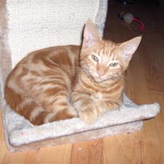 Blanding af racer Luffe!..<3