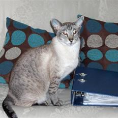 Siameser Sebastian!..<3*R.I.P*