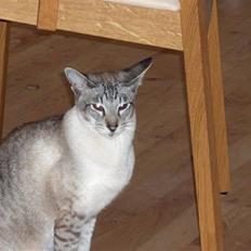 Siameser Sebastian!..<3*R.I.P*