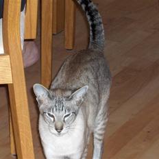 Siameser Sebastian!..<3*R.I.P*