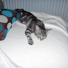 Huskat Max!..<3 *DØD*