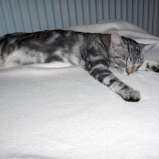 Huskat Max!..<3 *DØD*