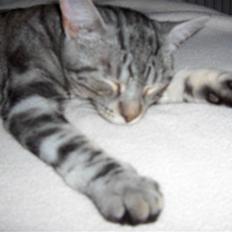 Huskat Max!..<3 *DØD*