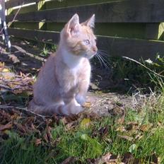 Blanding af racer Sander