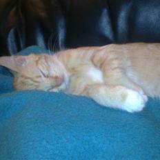 Blanding af racer Sander