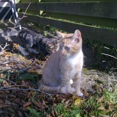 Blanding af racer Sander