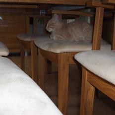 Blanding af racer Laban!..<3