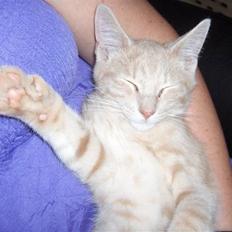 Blanding af racer Laban!..<3