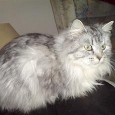 Blanding af racer klister