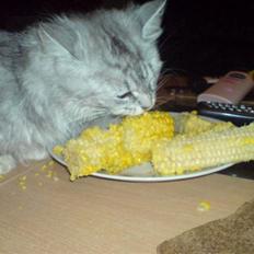 Blanding af racer klister