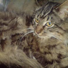 Blanding af racer basse