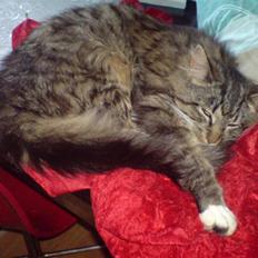 Blanding af racer basse