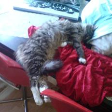 Blanding af racer basse