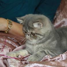Exotic GIC/SP Hyggebo’s  Laa-Laa (Babe) R.I.P 04.07.22