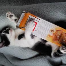 Huskat Moyser <3 Forsvundet :s