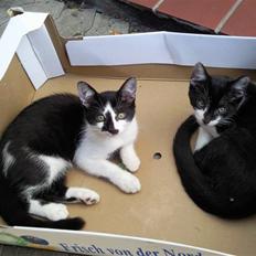 Huskat Moyser <3 Forsvundet :s