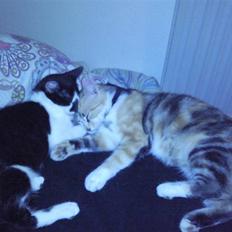 Huskat Moyser <3 Forsvundet :s