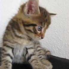 Blanding af racer Mr. Javier Fitzgerald