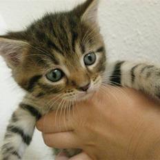 Blanding af racer Mr. Javier Fitzgerald