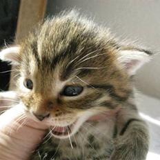 Blanding af racer Mr. Javier Fitzgerald