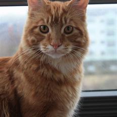 Maine Coon Sifu. SOLGT