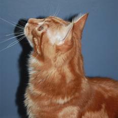 Maine Coon Sifu. SOLGT