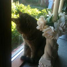 Blanding af racer Vimse